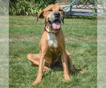 Small #2 Great Dane Mix