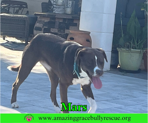 Mutt Dogs for adoption in Milton, FL, USA