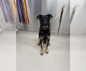 German Shepherd Dog-Unknown Mix Dogs for adoption in Fairbanks, AK, USA