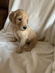 Small Photo #3 Goldendoodle Puppy For Sale in MIDLOTHIAN, TX, USA