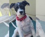 Small #3 Jack Russell Terrier Mix