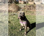 Small #5 American Pit Bull Terrier