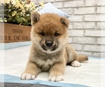Small Photo #1 Shiba Inu Puppy For Sale in MANHATTAN, NY, USA