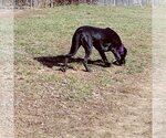 Small #6 German Shorthaired Lab