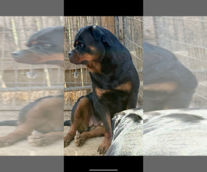 Mother of the Rottweiler puppies born on 05/26/2025