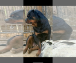 Small Photo #1 Rottweiler Puppy For Sale in WALLINGFORD, CT, USA