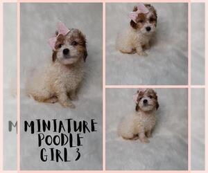 Poodle (Miniature) Puppy for sale in INDIANAPOLIS, IN, USA