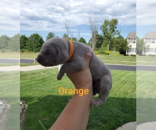 Medium Photo #1 Weimaraner Puppy For Sale in GIRARD, OH, USA