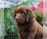 Small #1 Labrador Retriever