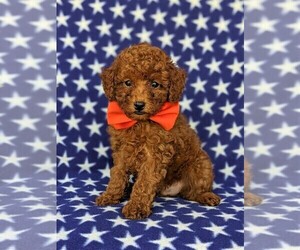 Poodle (Toy) Puppy for sale in PEACH BOTTOM, PA, USA