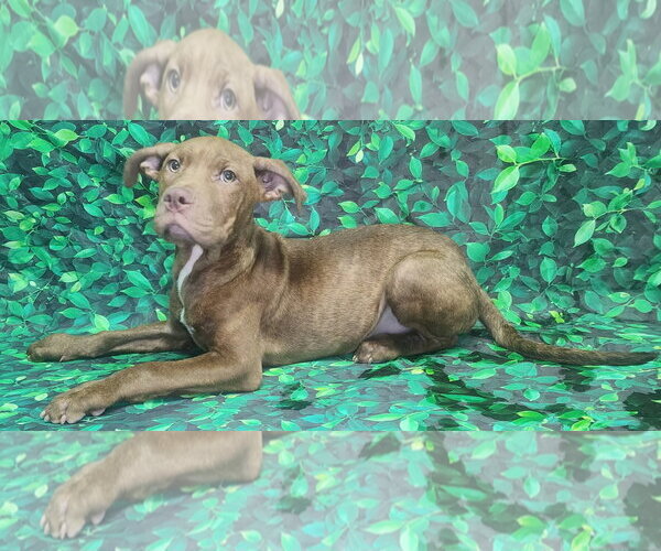 Medium Photo #2 American Pit Bull Terrier-Unknown Mix Puppy For Sale in Wetumpka, AL, USA