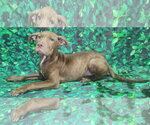 Small #1 American Pit Bull Terrier Mix