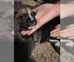 Small Photo #10 Boxer Puppy For Sale in WATERFORD, PA, USA