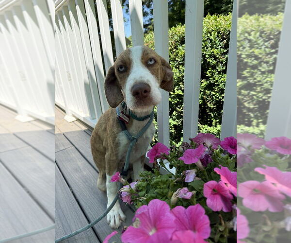 Medium Photo #8 Mutt Puppy For Sale in Boston, MA, USA
