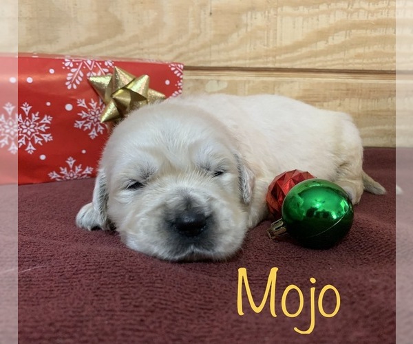 Medium Photo #10 English Cream Golden Retriever Puppy For Sale in DEARBORN, MO, USA