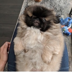 Pekingese Puppy for sale in RENO, NV, USA