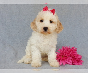 Cockapoo Puppy for sale in MILLERSBURG, OH, USA