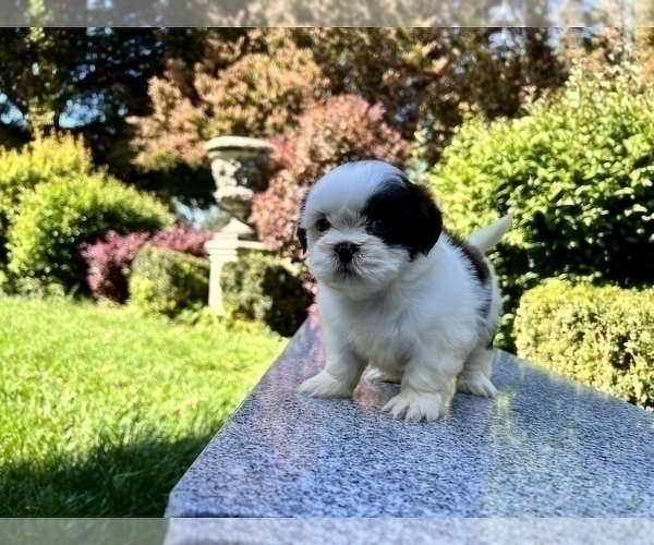 Medium Photo #29 Shih Tzu Puppy For Sale in HAYWARD, CA, USA