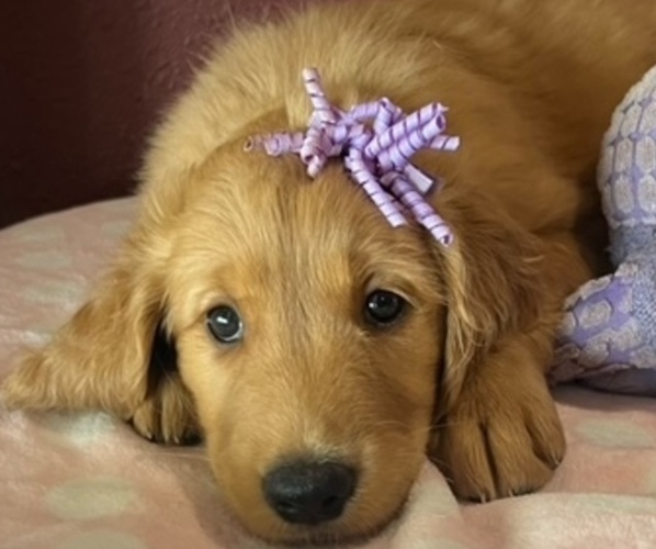 Medium Photo #8 Golden Retriever Puppy For Sale in FRESNO, CA, USA