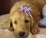 Litter of 10 - Male(s) and Female(s) Golden RetrieverLitter of Puppies for Sale - Photo #8