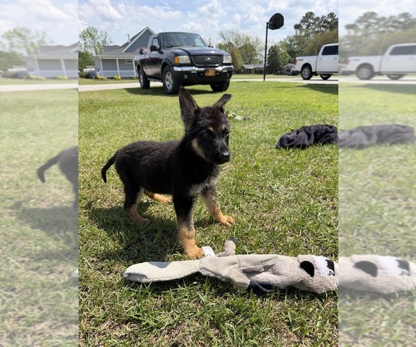 Medium Photo #6 German Shepherd Dog Puppy For Sale in GREENVILLE, NC, USA