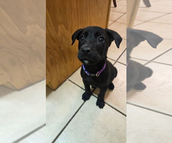 Medium Photo #1 Labrador Retriever-Unknown Mix Puppy For Sale in MIDWAY, UT, USA