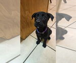 Small Labrador Retriever Mix