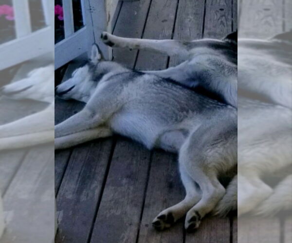 Medium Photo #10 Siberian Husky Puppy For Sale in Severn, MD, USA