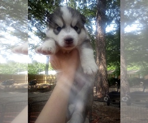 Siberian Husky Puppy for sale in FLORENCE, SC, USA