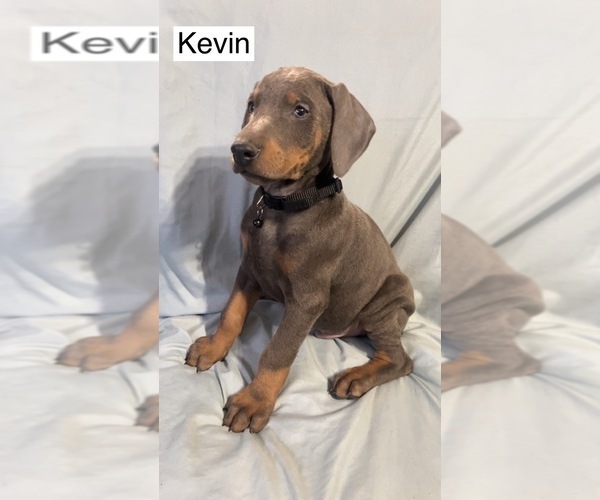 Medium Photo #3 Doberman Pinscher Puppy For Sale in POMEROY, OH, USA