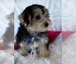 Small #3 Morkie
