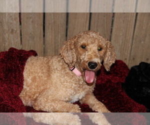 Mother of the Goldendoodle (Miniature) puppies born on 09/08/2022