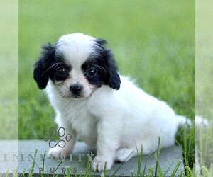 Cavapoo (Miniature) Puppy for sale in LEOLA, PA, USA