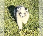 Small #9 Shetland Sheepdog