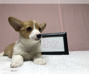 Pembroke Welsh Corgi Puppy for sale in ARTHUR, IL, USA