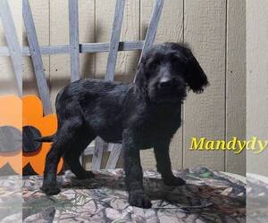 Labradoodle-Poodle (Standard) Mix Puppy for sale in CANAJOHARIE, NY, USA