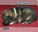 Small #2 German Shepherd Dog