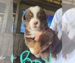 Small Photo #1 Miniature American Shepherd Puppy For Sale in WALLER, TX, USA