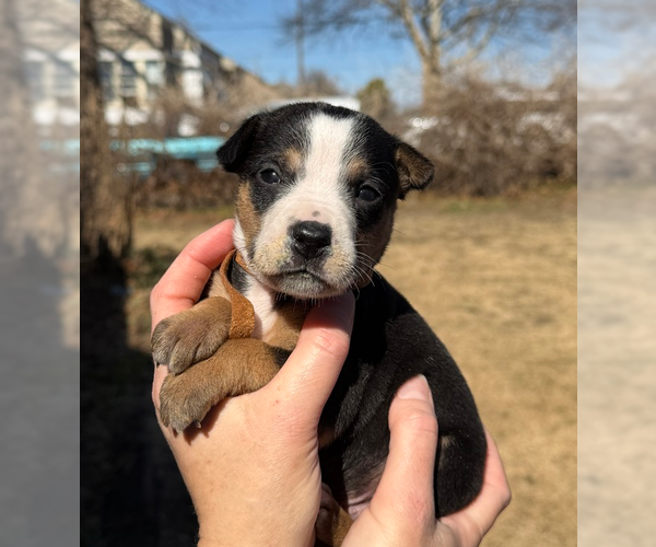 Medium Photo #1 Australian Shepherd-Unknown Mix Puppy For Sale in OKLAHOMA CITY, OK, USA