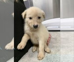 *ANASTASIA - Female Siberian Husky Dog for Adoption - Small photo