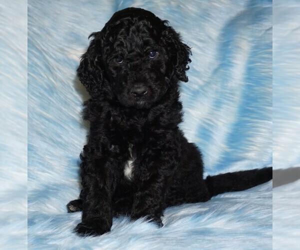 Medium Photo #1 Labradoodle Puppy For Sale in LA HABRA, CA, USA