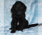 Image preview for Ad Listing. Nickname: curly black boy
