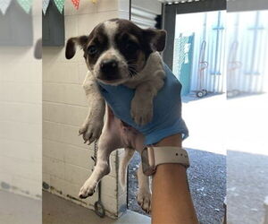 Chihuahua Dogs for adoption in San Bernardino, CA, USA