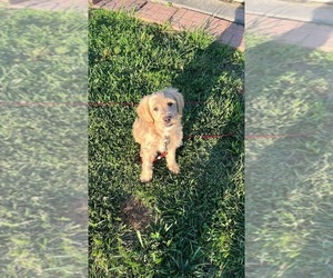 Australian Labradoodle Puppy for sale in OBLONG, IL, USA