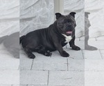 Small Photo #1 American Bully Puppy For Sale in NORTH PORT, FL, USA
