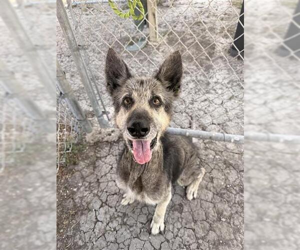 Medium Photo #2 German Shepherd Dog-Unknown Mix Puppy For Sale in Corpus Christi, TX, USA