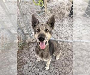HARVEY - Male German Shepherd Dog-Unknown Mix Dog for Adoption - Photo #2