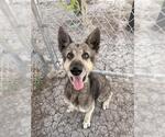 Small #1 German Shepherd Dog Mix