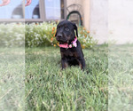 Puppy Rose Cane Corso-Doberman Pinscher Mix