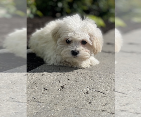 Medium Photo #6 Havanese Puppy For Sale in CANOGA, NY, USA